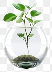 PNG Green sprout transparent glass plant.