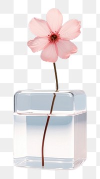PNG Flower petal plant vase.