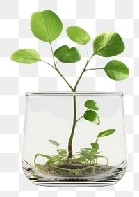PNG Sprout leaf growing up transparent plant glass.