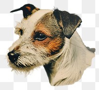 PNG Terrier animal mammal dog.