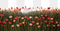 PNG Minimal tulip field landscape painting flower.