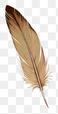 PNG Old paper with sketch of feather backgrounds lightweight weathered