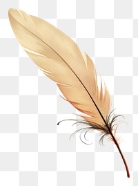 PNG Old paper with sketch of feather backgrounds lightweight fragility