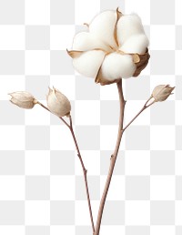 PNG A cotton flower blossom plant inflorescence. 