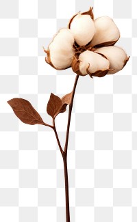 PNG A minimal cotton flower plant inflorescence fragility. AI generated Image by rawpixel.