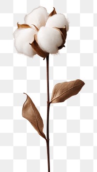 PNG A minimal cotton flower plant inflorescence ingredient. AI generated Image by rawpixel.