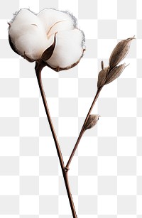 PNG A minimal cotton flower freshness fragility blossom. AI generated Image by rawpixel.