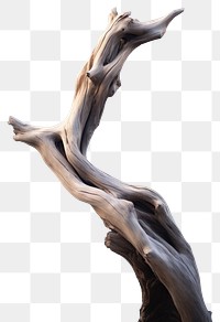 PNG Drift wood driftwood reflection sculpture. AI generated Image by rawpixel.