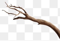 PNG Driftwood with cozy wall antler branch nature. AI generated Image by rawpixel.