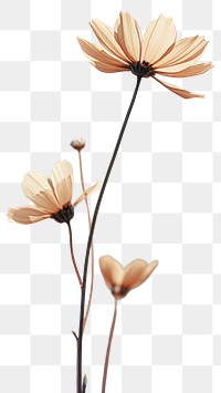 PNG Wildflower outdoors blossom nature. AI generated Image by rawpixel.