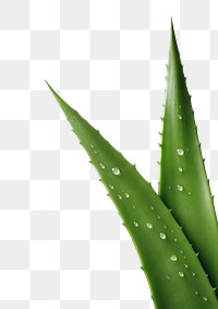 PNG A aloe vera leave backgrounds plant xanthorrhoeaceae. AI generated Image by rawpixel.