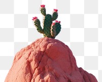 PNG  Cactus on the rock landscape plant tranquility. AI generated Image by rawpixel.