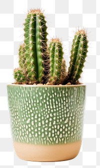 PNG Cactus pot plant white background houseplant. 