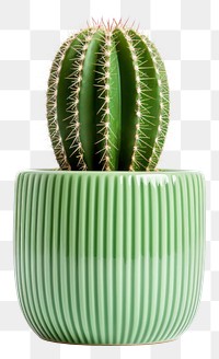 PNG  Cactus pot plant white background houseplant. AI generated Image by rawpixel.