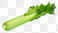 PNG Celery vegetable plant food.