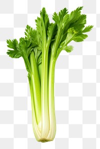 PNG Celery plant herbs food.