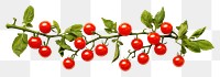 PNG Cherry tomato frame border plant fruit leaf.