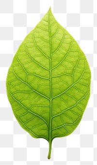 PNG Human foot leaf plant green.