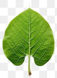 PNG Human foot leaf plant green.