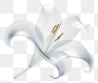PNG Lily shape flower plant white.