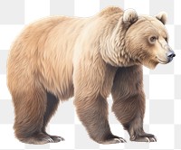 PNG  Brown bear wildlife mammal animal. AI generated Image by rawpixel.