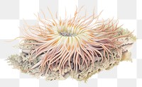 PNG  Sea anemone drawing nature white background. AI generated Image by rawpixel.