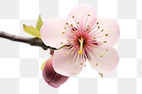 PNG  Blossom of plum tree outdoors flower nature.