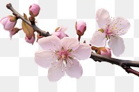 PNG  Blossom of plum tree flower plant white.