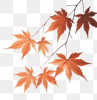 PNG Shadow of the maple plant leaf tree. AI generated Image by rawpixel.