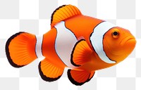 PNG Clown fish animal white background pomacentridae. AI generated Image by rawpixel.
