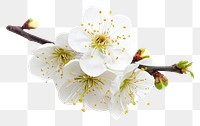 PNG  Blossom of plum tree flower plant white.