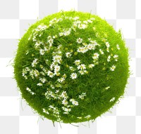 PNG  Grass sphere flower plant grass.