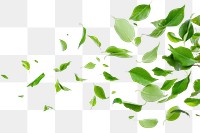 PNG  Green leaves falling backgrounds plant herbs.
