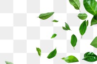 PNG  Green leaves falling backgrounds plant herbs