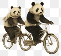 PNG Panda characters riding bicycle vehicle drawing mammal.