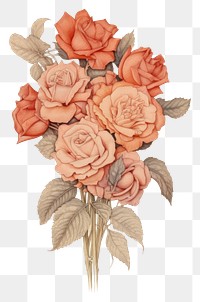 PNG Rose bouquet drawing sketch painting.