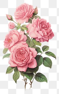 PNG Rose bouquet painting pattern drawing