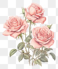 PNG Rose bouquet drawing sketch pattern.