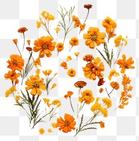 PNG Real pressed marigold flowers herbs plant petal. AI generated Image by rawpixel.
