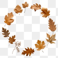 PNG Real pressed oak leaves circle plant shape. AI generated Image by rawpixel.