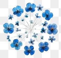 PNG Real pressed blue flowers circle shape petal. AI generated Image by rawpixel.