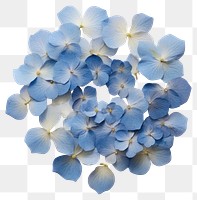 PNG Real pressed blue hydrangea flowers circle petal plant. AI generated Image by rawpixel.