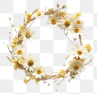 PNG Real pressed daisy flowers wreath plant celebration decoration. AI generated Image by rawpixel.