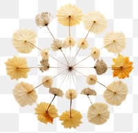 PNG Real pressed dandelion flowers circle shape plant. AI generated Image by rawpixel.