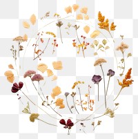 PNG Real pressed flowers circle plant petal. AI generated Image by rawpixel.