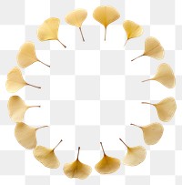 PNG Real pressed ginkgo circle flower shape. AI generated Image by rawpixel.
