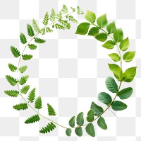 PNG Real pressed green Acacia leaves herbs circle wreath. AI generated Image by rawpixel.