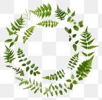 PNG Real pressed green Acacia leaves circle wreath plant. AI generated Image by rawpixel.