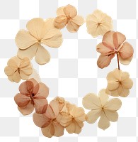 PNG Real pressed hydrangea flowers circle shape plant. AI generated Image by rawpixel.