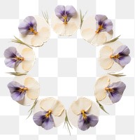 PNG Real pressed iris flowers circle petal plant. AI generated Image by rawpixel.